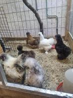 Te koop broed eitjes van zijde hoenders, Dieren en Toebehoren, Pluimvee, Meerdere dieren, Kip