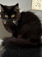 5 speelse langharige kittens, Siamees  Brits, Dieren en Toebehoren, Katten en Kittens | Raskatten | Langhaar, Meerdere dieren