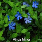Vinca minor maagdenpalm, Ophalen, Zo goed als nieuw