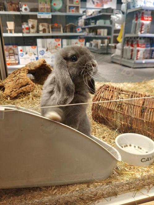 Fokker gezocht!, Dieren en Toebehoren, Konijnen, Dwerg, Meerdere dieren, 0 tot 2 jaar, Hangoor