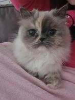 Perziche poes, Dieren en Toebehoren, Katten en Kittens | Raskatten | Langhaar, Poes, Ontwormd, 3 tot 5 jaar