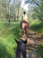 heideweekend met je trekpaard / koudbloed, Dieren en Toebehoren, Toebehoren