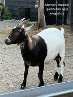 Bokjes, Dieren en Toebehoren, Schapen, Geiten en Varkens, Mannelijk, Geit, 0 tot 2 jaar