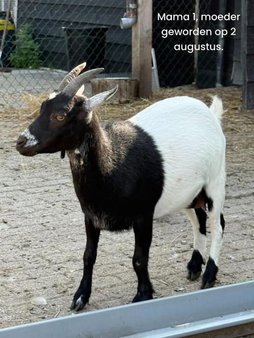 Bokjes, Dieren en Toebehoren, Schapen, Geiten en Varkens, Geit, Mannelijk, 0 tot 2 jaar
