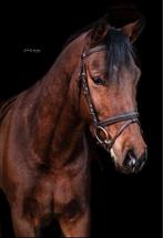 Lieve D-pony te lease, Ophalen of Verzenden, Nieuw, Springen