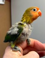 Leuke wild kleur Agapornis fischeri dwergpapegaai 617, Geslacht onbekend, Dwergpapegaai of Agapornis, Geringd