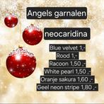 Garnalen te koop, Kreeft, Krab of Garnaal