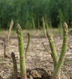 Asperge Mary Washington | Asperge Planten | P9, Tuin en Terras, Planten | Tuinplanten, Volle zon, Ophalen of Verzenden, Zomer