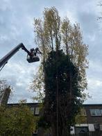 bomen rooien/kappen en snoeien, Tuin en Terras, Planten | Bomen, Ophalen, Volle zon, Overige soorten