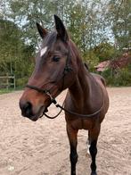 Touwhalster sidepull, Dieren en Toebehoren, Ophalen of Verzenden, Nieuw, Overige soorten