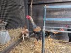 Te koop shamo, Dieren en Toebehoren, Pluimvee, Meerdere dieren, Kip