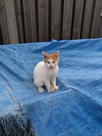 Kittens 9 en 10 weken, Dieren en Toebehoren, Meerdere dieren, Kortharig, 0 tot 2 jaar