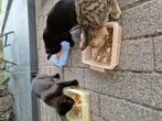 Boerderij kittens, Meerdere dieren, 0 tot 2 jaar