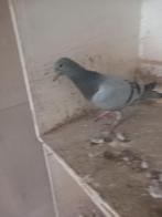 postduiven, Dieren en Toebehoren, Vogels | Duiven, Meerdere dieren, Postduif