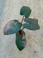 Alocasia Serendipity Variegata, Ophalen of Verzenden, Halfschaduw, Minder dan 100 cm