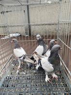 Super takla boz moeder vader baby's