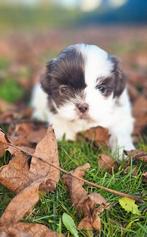 Schitterende Shih-Tzu/Maltezer, Dieren en Toebehoren, Nederland, Overige rassen, Teef, Meerdere