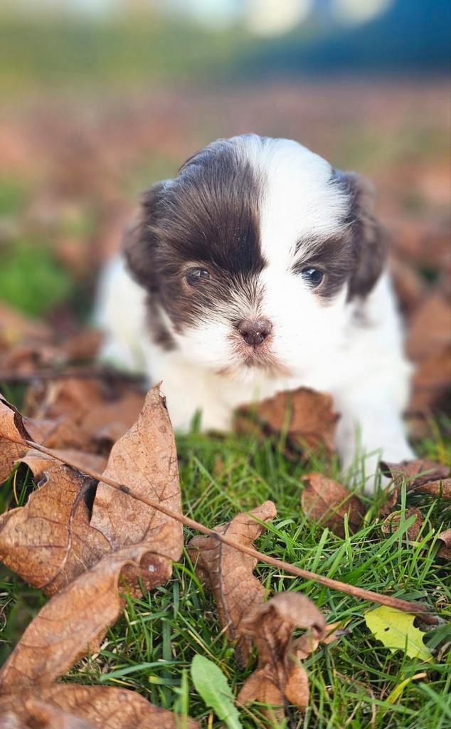 Schitterende Shih-Tzu/Maltezer, Dieren en Toebehoren, Honden | Chihuahua's en Gezelschapshonden, Teef, Overige rassen, Fokker | Professioneel