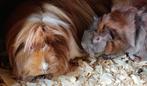 Jonge cavia zeugjes, Juni, Vrouwelijk, Cavia