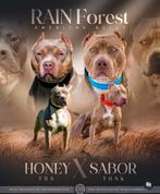 American Bully Puppies pitbull bully terriër pup, Dieren en Toebehoren, Particulier, Rabiës (hondsdolheid), 15 weken tot 1 jaar