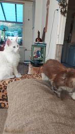 Maine coons (v) Eden Baguzo, Dieren en Toebehoren, Katten en Kittens | Raskatten | Langhaar, Poes, Ontwormd, 0 tot 2 jaar
