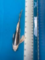 35 cm vlinder koi, Dieren en Toebehoren, Vissen | Vijvervissen, Karper of Koi