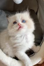 Ragdoll kittens met stamboom (tortie/seal/blue/lynx), Dieren en Toebehoren, Katten en Kittens | Raskatten | Langhaar, Meerdere dieren