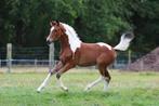 Te koop bont merrieveulen kwpn papier, Dieren en Toebehoren, Paarden, Merrie, Dressuurpaard, 0 tot 2 jaar