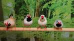 Spitsstaart amadines prachtige kleurmutaties., Meerdere dieren