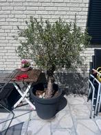 Olijfboom met pot, Tuin en Terras, Planten | Bomen, Ophalen, Volle zon, Olijfboom, 100 tot 250 cm