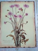 Metalen Plaat met Bloemen - Hieracium Apulum, Ophalen of Verzenden, Natuur en Biologie
