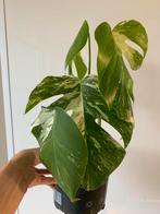 Monstera Variegata, Ophalen, Overige soorten, Minder dan 100 cm