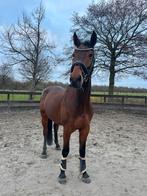 4 jarige Glamourdale x UB40 ruin, Dieren en Toebehoren, Paarden, Ruin, Dressuurpaard, 3 tot 6 jaar