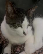Kat billo 2,5 jaar oud, Dieren en Toebehoren, Katten en Kittens | Overige Katten, Poes