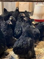 Cochin krielkippen HENNEN zijn ingeent, Dieren en Toebehoren, Pluimvee, Vrouwelijk, Kip