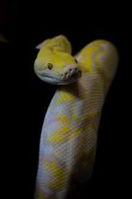 Netpython	Malayopython reticulatus 75% SD purple albino, Dieren en Toebehoren, Reptielen en Amfibieën, Slang, 3 tot 6 jaar