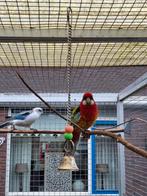 Te koop rosella,, Mannelijk, Parkiet