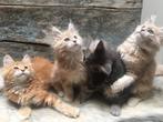 2 Katertjes nog Maine Coon kitten v. Stamboek ouders, getest, Poes, Gechipt, 0 tot 2 jaar