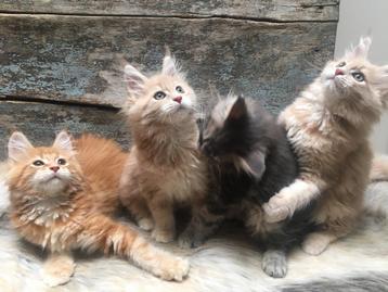 2 Katertjes nog Maine Coon kitten v. Stamboek ouders, getest beschikbaar voor biedingen