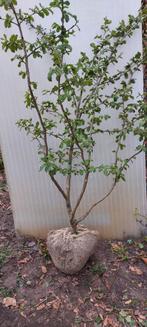 Perzisch IJzerhout (Parrotia persica), Overige soorten, Ophalen