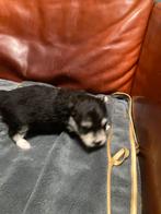 Pomsky mini F2 pups familie*  zie beelden, 15 weken tot 1 jaar, Overige rassen, CDV (hondenziekte), Geslacht onbekend