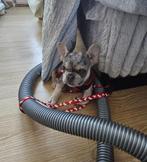 Franse bulldog, België, Particulier, Rabiës (hondsdolheid), Reu