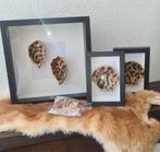 oester in lijst, Minder dan 50 cm, Nieuw, Ophalen of Verzenden, Minder dan 50 cm