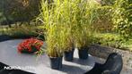 Zebragras Miscanthus Sinensis 20 cm pot, Tuin en Terras, Planten | Tuinplanten, Ophalen, Volle zon, Vaste plant, Siergrassen