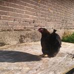 Wyandotte hen, Dieren en Toebehoren, Pluimvee, Vrouwelijk, Kip