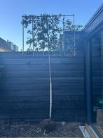 Leilinde steeneik = groenblijvend, Ophalen, Volle zon, Overige soorten, 100 tot 250 cm