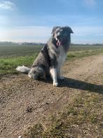 Bordercollie x australian Shepherd dekreu, Dieren en Toebehoren, Particulier, Rabiës (hondsdolheid), 3 tot 5 jaar, Reu