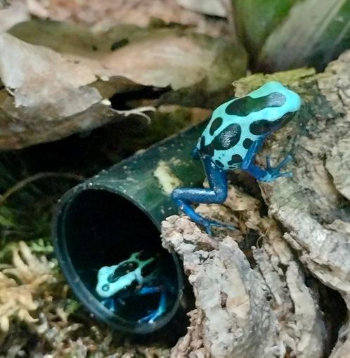 Gifkikkers Nakweek Sipaliwini Blue 0.0.4, Dieren en Toebehoren, Reptielen en Amfibieën | Toebehoren, Nieuw, Terrarium of Paludarium