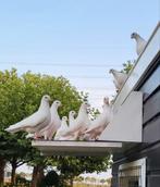 Witte postduif, Dieren en Toebehoren, Meerdere dieren, Overige soorten