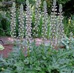 Acanthus planten, Tuin en Terras, Ophalen, Zomer, Overige soorten, Volle zon